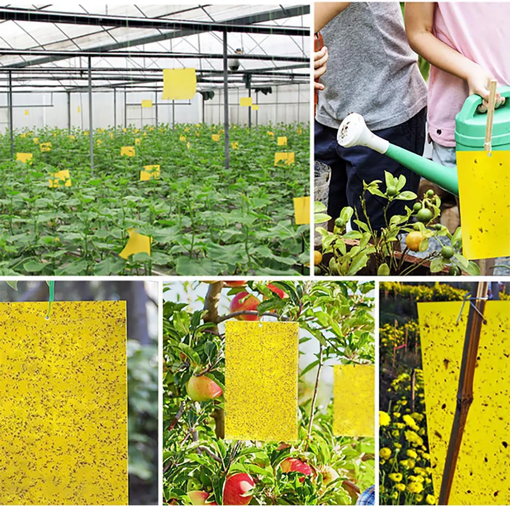 30/50pcs Yellow Double-sided Greenhouse Sticky Traps - Catch Multiple Flying Insects Instantly!