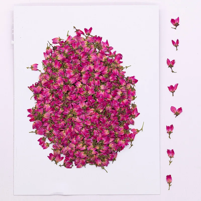 Set de 12 Flores de Jaca Secas, Flores Prensadas para Manualidades, Kit para Hacer Joyería de Resina, Hojas Naturales Prensadas