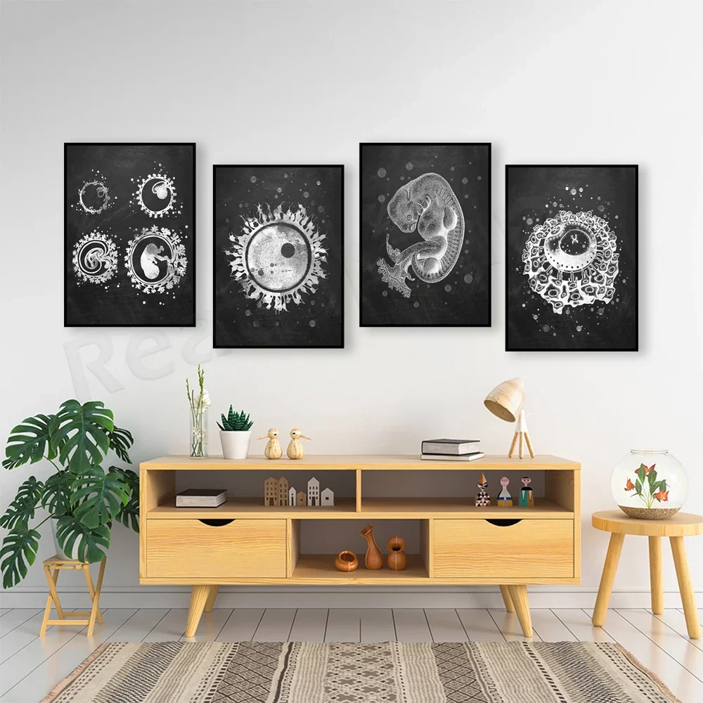 Fetal development, fertilization, embryo art, physiology, ovum, obstetrics, poster, midwife, gynecologist, gift decoration