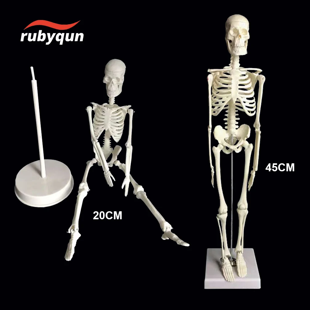 45CM/20CM anatomia anatomiczna człowieka Model szkieletu Medyczna zabawna pomoc do nauki Anatomia Model szkieletu człowieka Hurt Detal Najnowszy