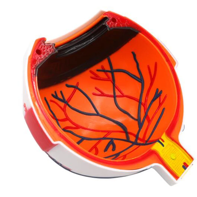 Eyeball Model Anatomical Eyeball Model Medical Learning Aid Teaching Instrument 6X Enlarged Human Eye Anatomical Model