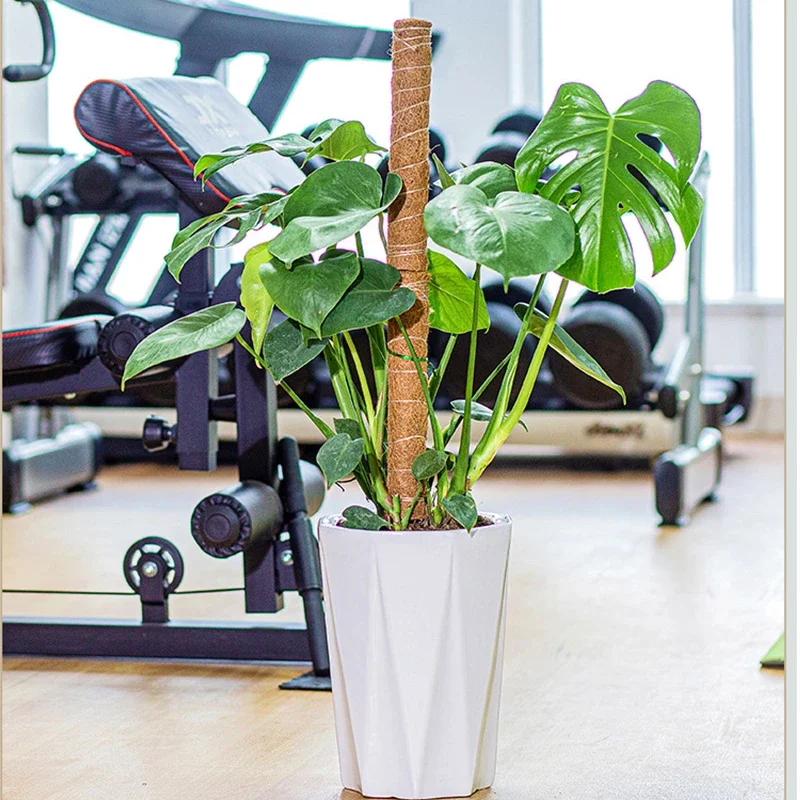Coconut Palm Stick Turtle Back Bamboo Support Rod Fixed Frame Plant Climbing Vine Flower Frame Palm Skin Coconut Silk Moss