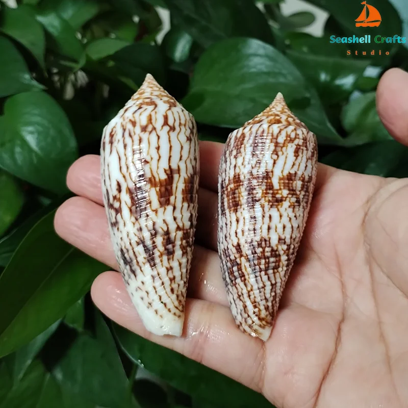 2 PC Conus Australis Sea Shells Brown Natural Cone Shell for DIY Craft Home Décor Fish Tank Wedding Beach Theme Party 7CM-12 CM