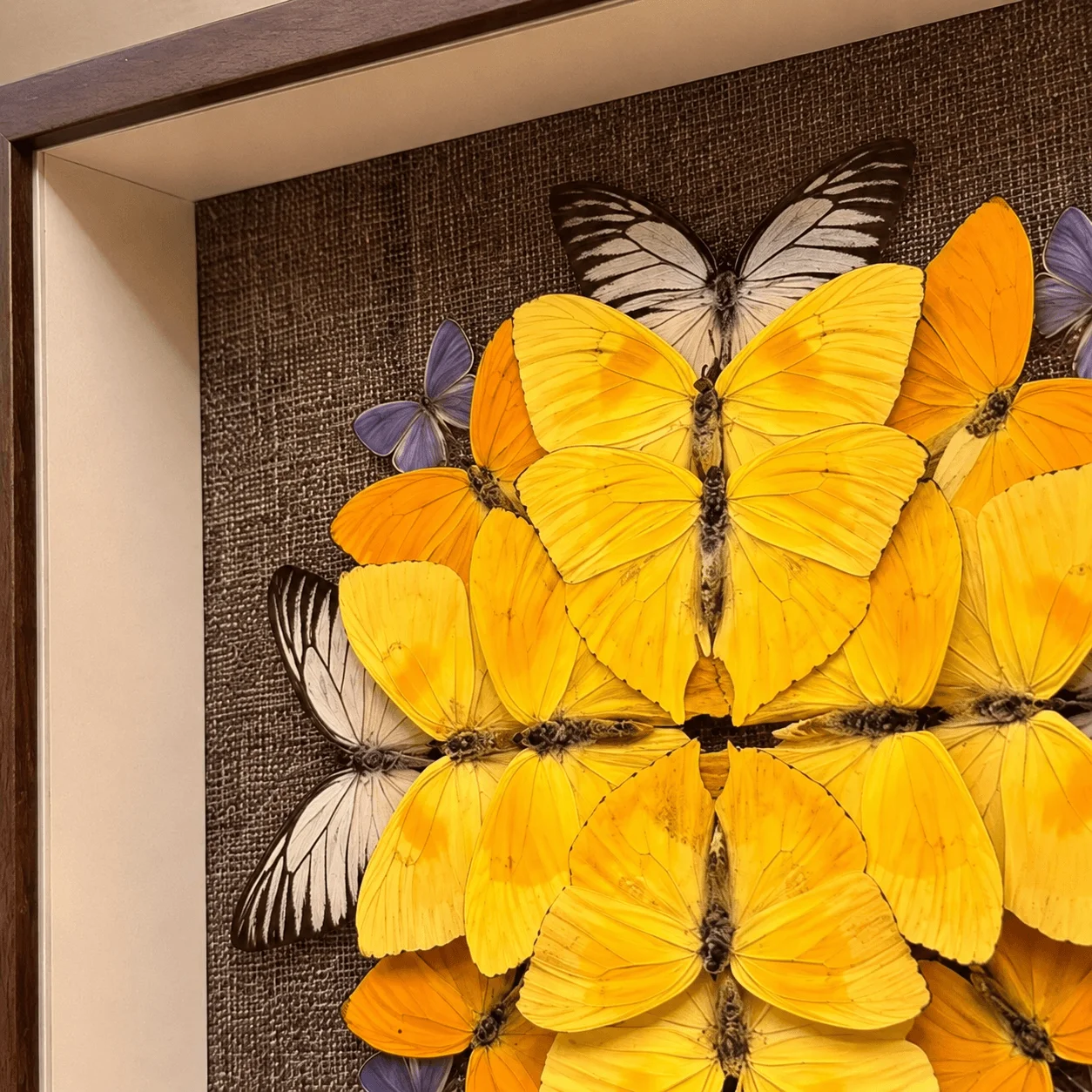 Handmade Phoebis Butterfly Mandala Wall Art, Multi-Species Butterfly Frame, Symmetry Sunburst Decor