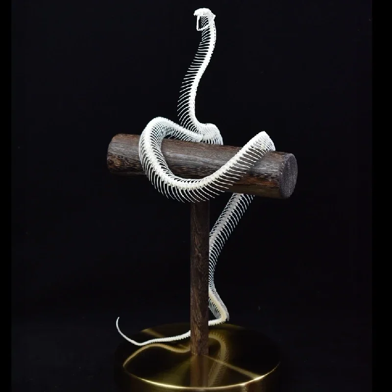 2013 Serpentine Skeletal Sculpture Wooden Stand Display Gothic Cabinet Curio Mystical Reptile Bone Artifact Anatomical Crafted