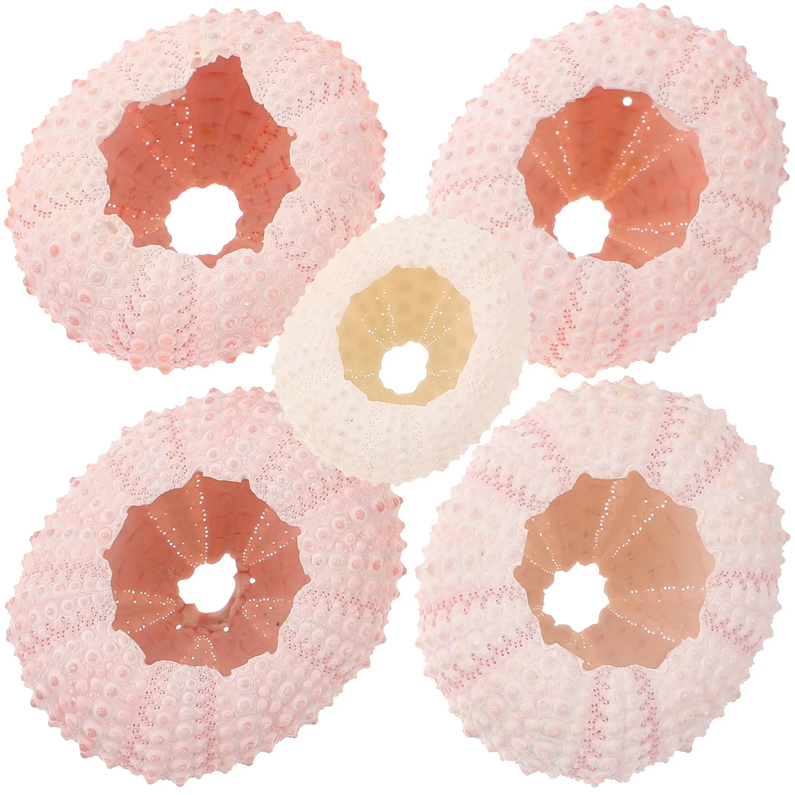 

5Pcs Sea Urchin Shells Over 4Cm Natural Tillandsia Container Air Plant Pot for Succulents DIY Hand Craft Material Planting