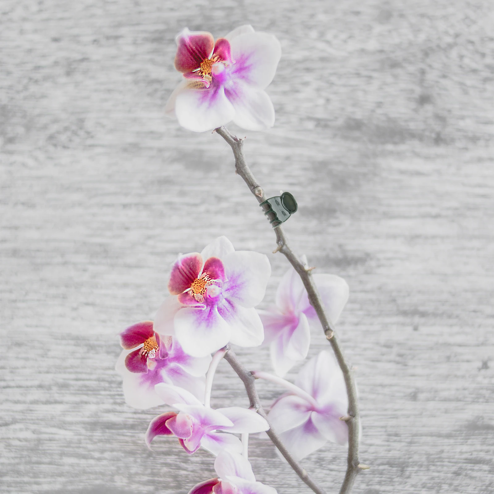 

200Pcs Orchid Clips Plastic Plant Support Clips Garden Flower Vine Stem Gripper for Supporting Orchids and Plants