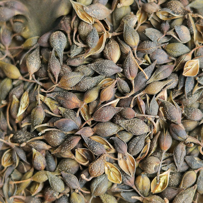 حبوب فورسيثيا