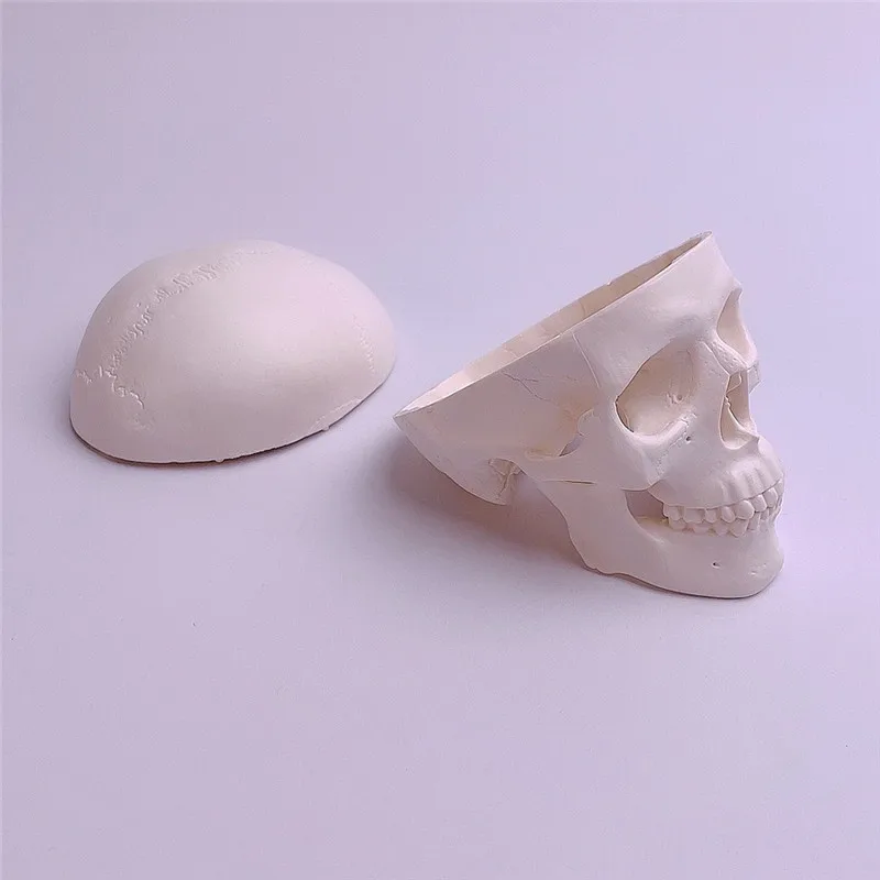 

Skeleton model human skull skeleton mini skull detachable art sketch props medical students teaching mold