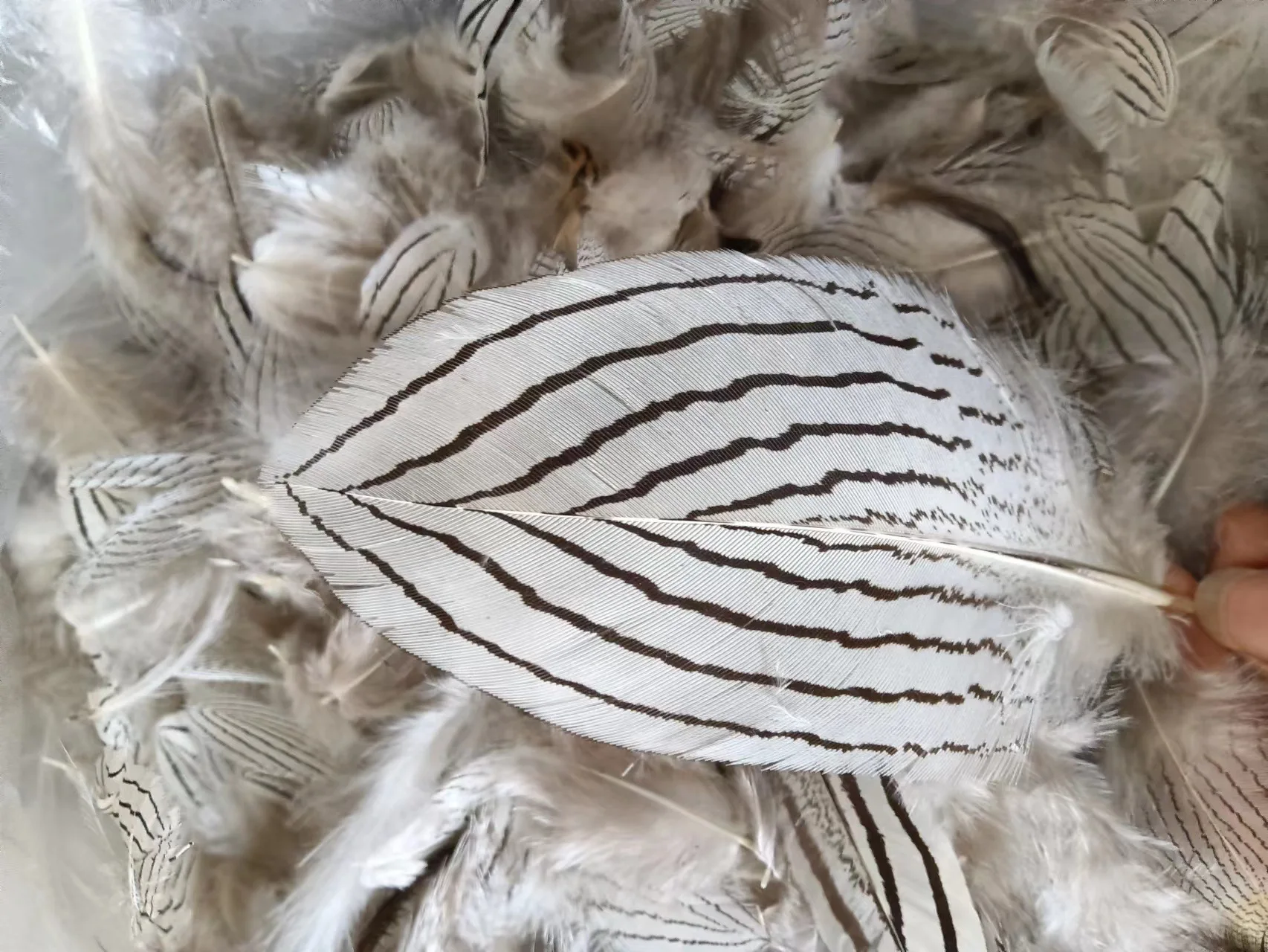 50Pcs Natural Silver Pheasant Feathers for Crafts Jewelry Making Dream Catcher Plumes Wedding Decoration Feather Supplies
