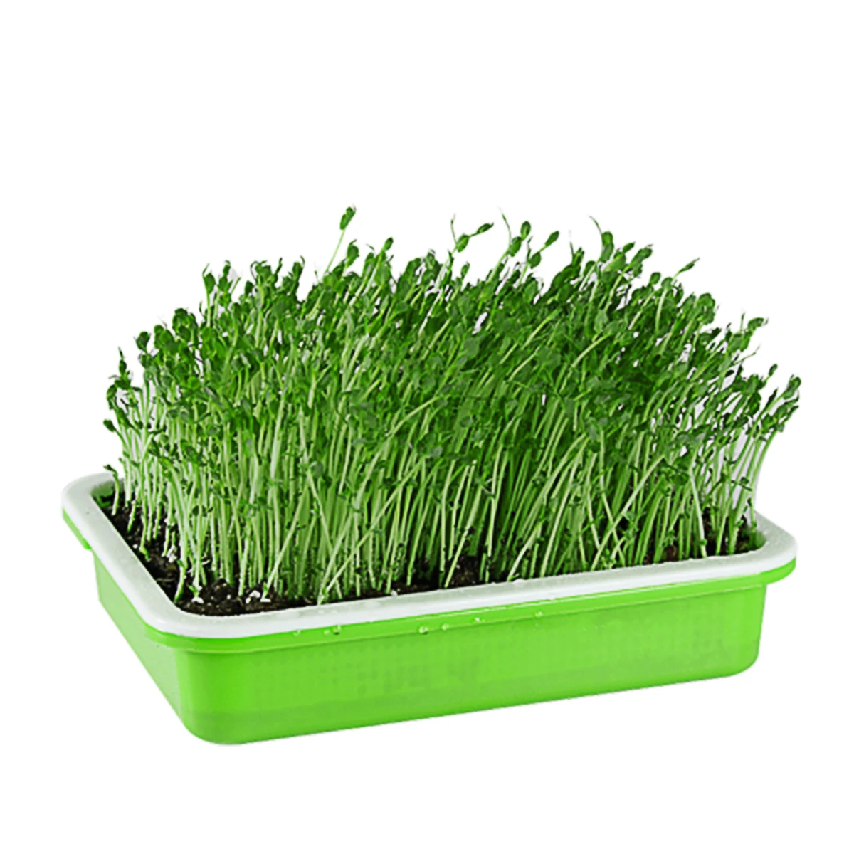 

Seed Sprouter Tray Safe BPA Free PP Material Multi Use Germination Growing Trays High Budding Rate Ventilated Grid Design Fruit