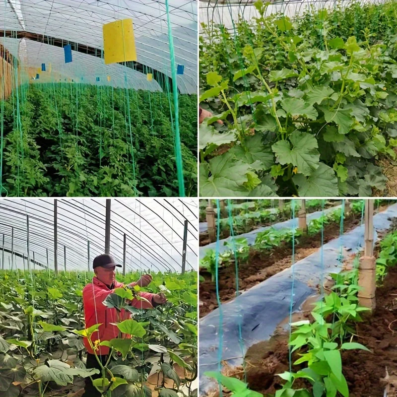 2 Rolls Durable Green Garden Twine 7874.02 Inch 1mm Diameter Plastic Plant Tie High Tensile Strength Easy Cut for Tomato Vegetab