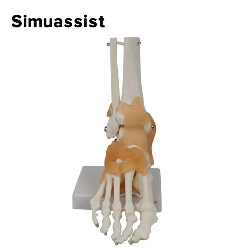 Foot Joint Model with Ligaments Foot and Ankle Model Foot Anatomy Model Life Size Teaching Demonstration