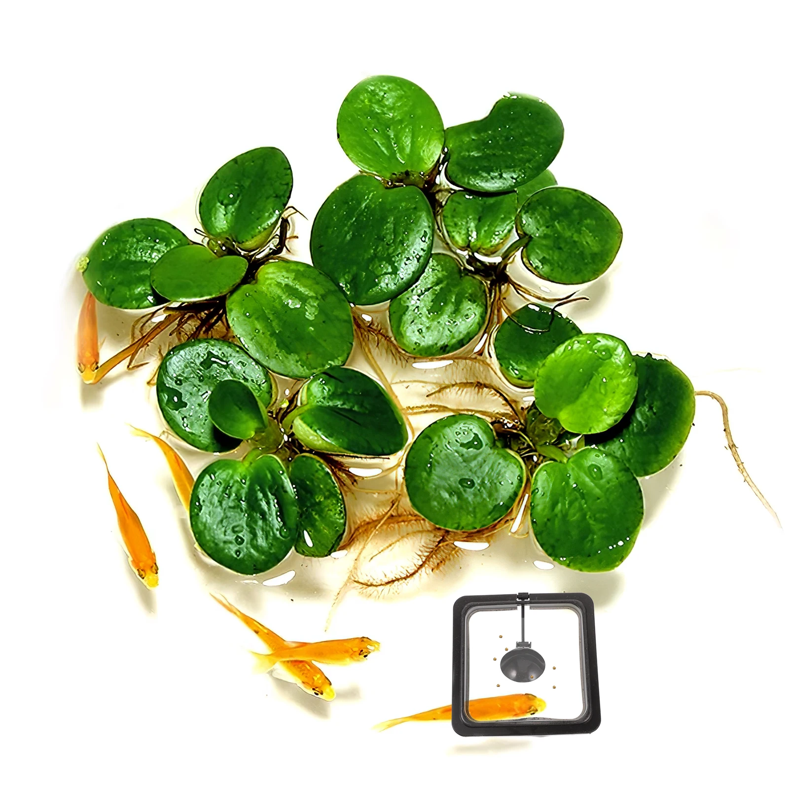 

Fish Feeding Square Black Floating Food Circle Aquarium Feeder Fish Tank Ring Feeder Suction Cup Floating Food Retainer