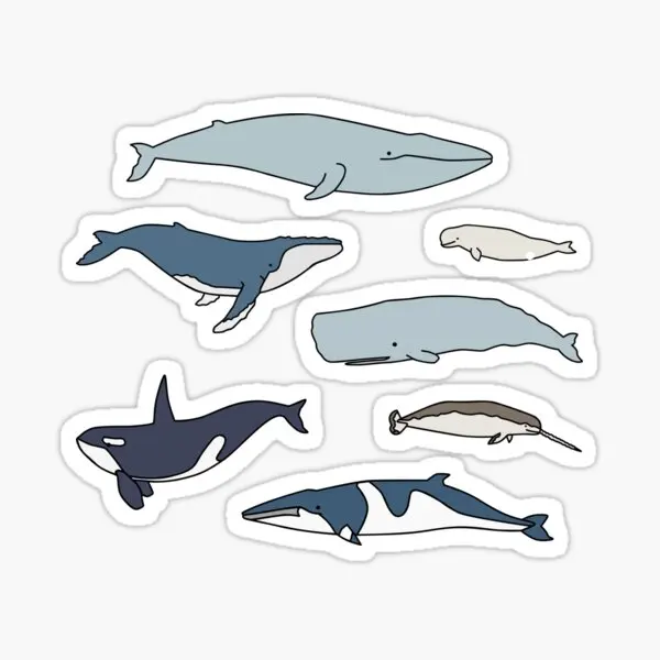 Common Whales Pack  5PCS Stickers for Living Room Home Decorations Laptop Print Anime Art Stickers Cartoon Background Funny