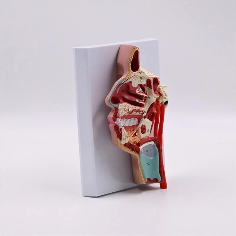 รูปแบบทางกายวิภาคของโพรงจมูกมนุษย์แบบจำลองโพรงมนุษย์สำหรับโรงพยาบาลโรงเรียน