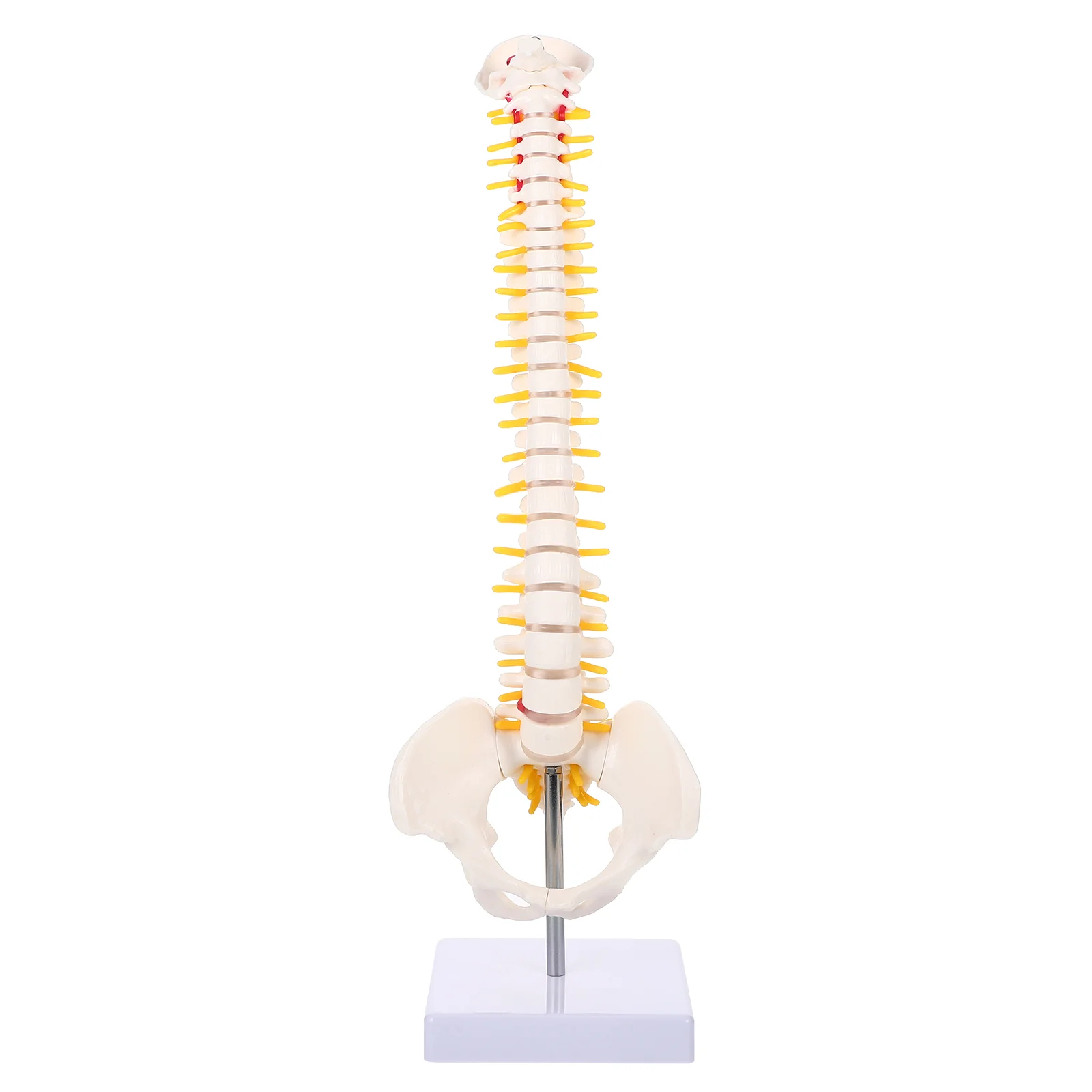 Spine Model Medical Anatomy Vertebral Column Pvc Training Tailbone for Doctor