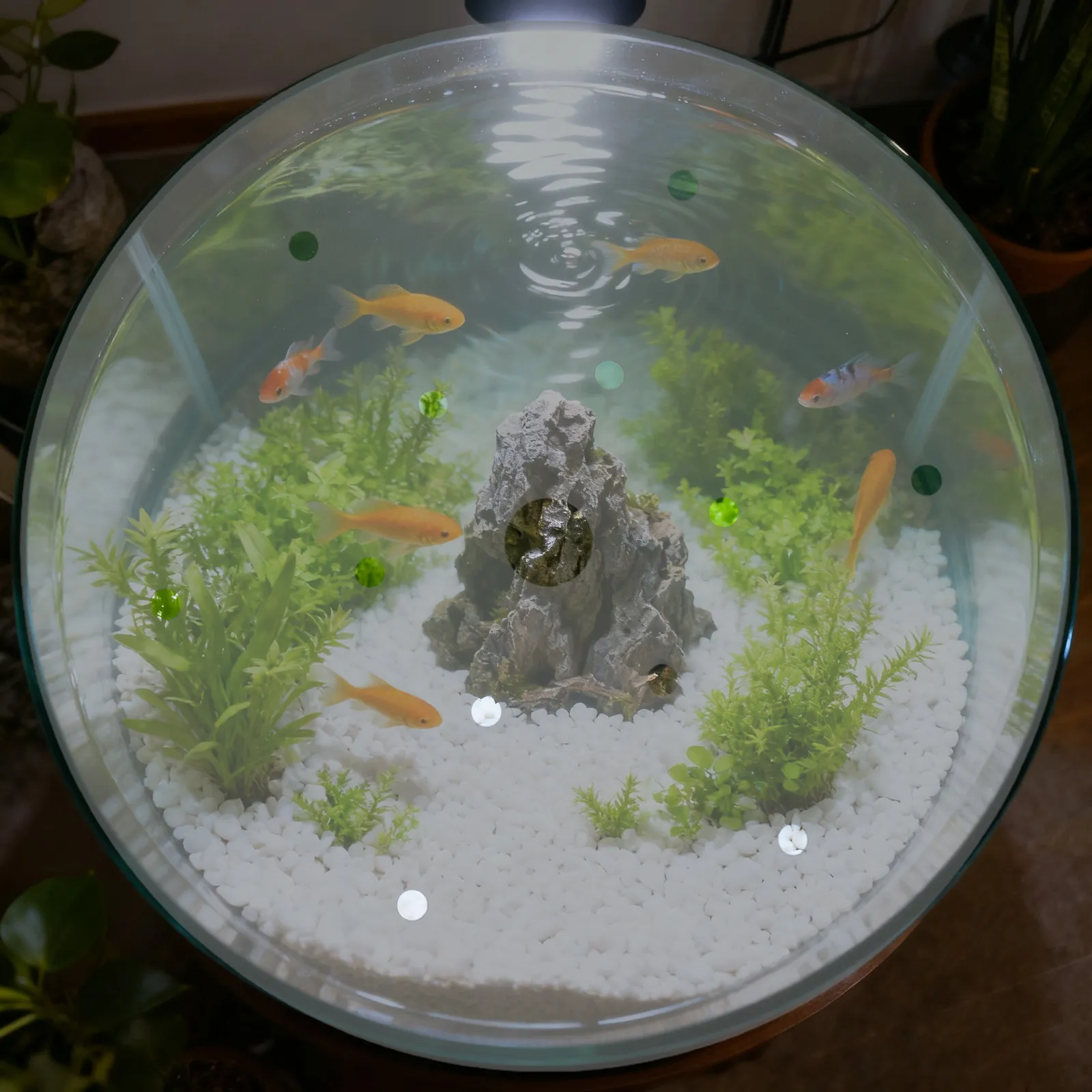 Round Aquarium Lid Cover 5.89 Inch Clear Acrylic Fish Tank Top Cover Anti-Jumping Secure Fit Reusable Maintenance Friendly Lid
