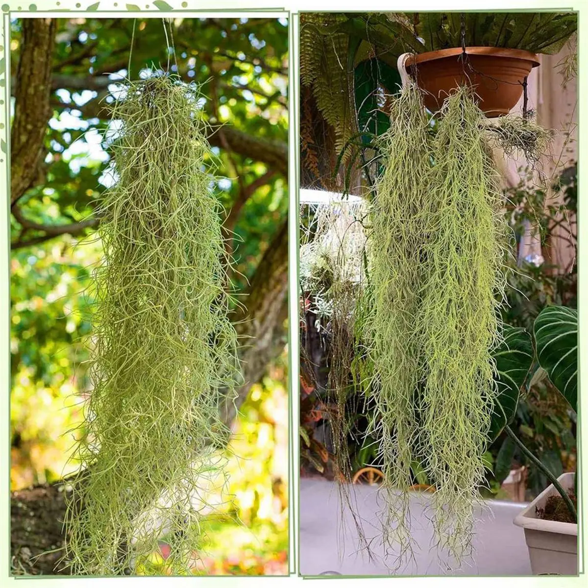 2026 New Tool 12 Pcs Spanish Moss 33'' Fake Hanging Succulents Faux Moss Artificial Plants Vines Hanging Plants Swamp