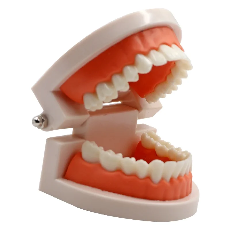 1pcs Dental Teeth Model Standard Teeth Teaching Adult Tooth Model Study Training Tool Dentistry Lab Teeth Learn Material Tools