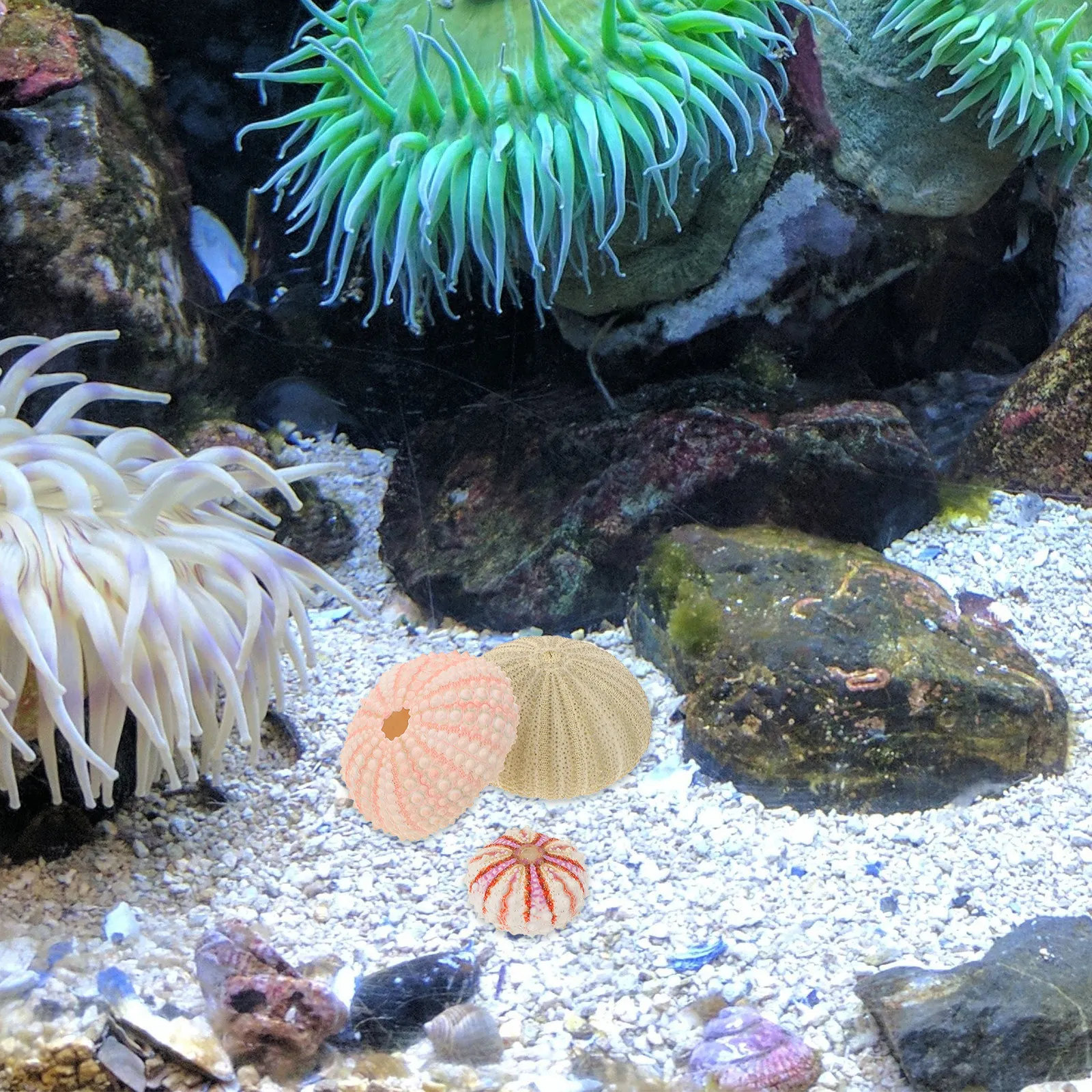 Aquarium Fish Unique - 5 Adet Deniz Kestanesi Kabuğu Dekoratif