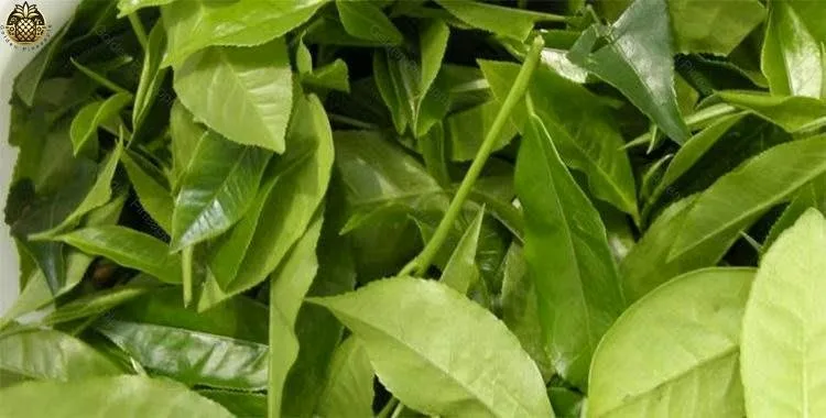 with Essential Motor and Gear ComponentsPortable Backpack Tea Leaf Picking Mini Harvester for Professionals