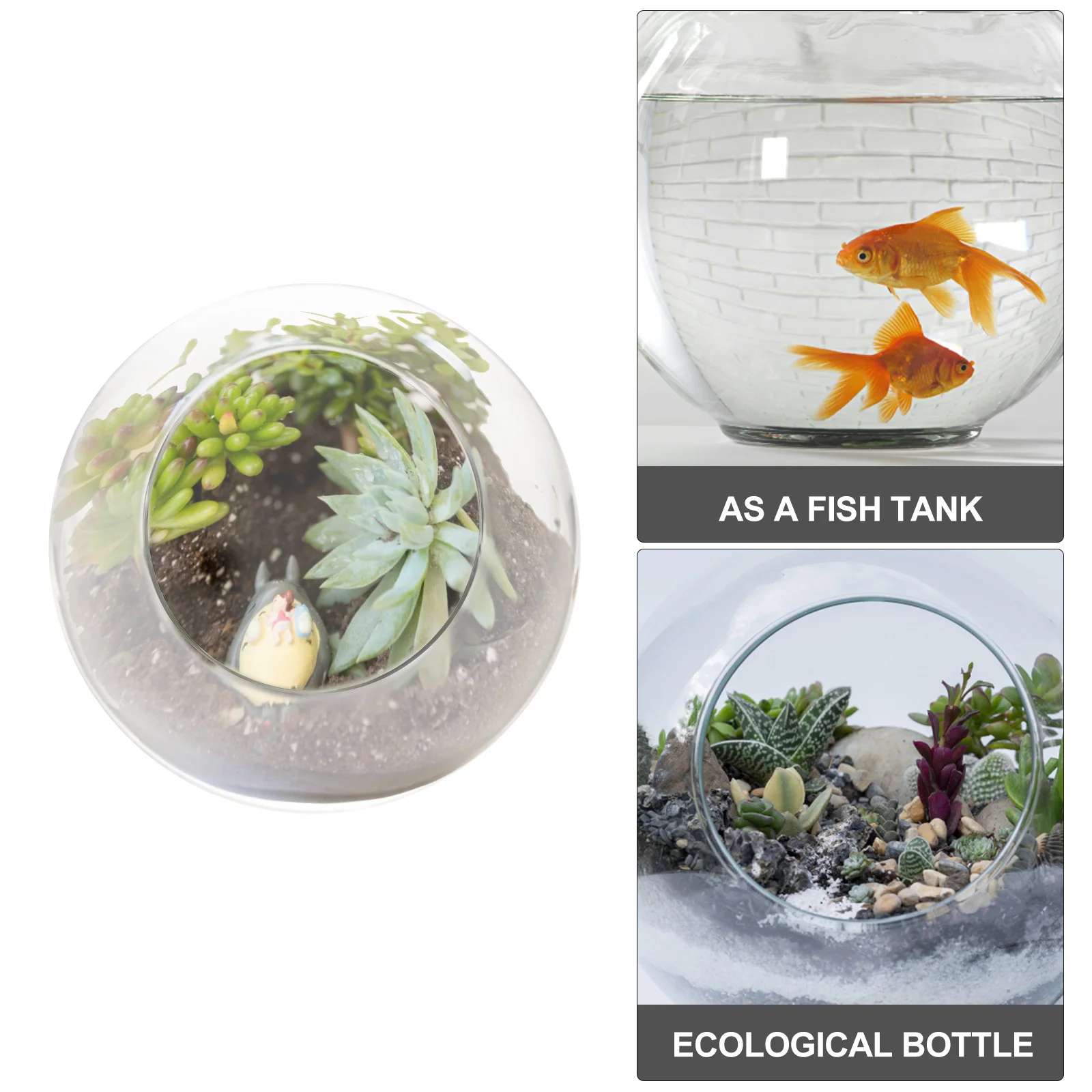 زجاجة طحالب زجاجية صديقة للبيئة، حاوية زجاجية متينة مقاومة للسقوط، حاوية زجاجية للمناظر الطبيعية الصغيرة #1