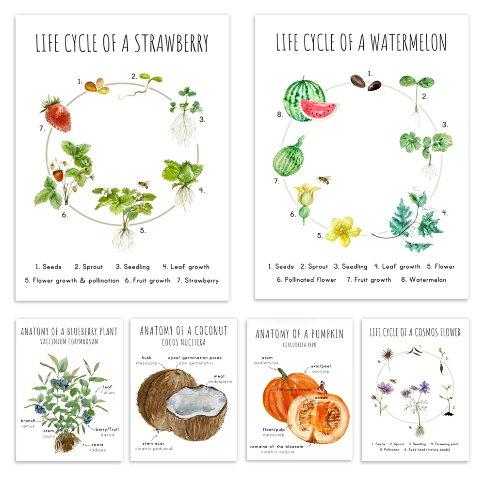 Impresión de girasol, sandía, diente de león, fresa, flor, ciclo de vida, tomate, arándanos, cosmos, arte de cartel de anatomía de coco