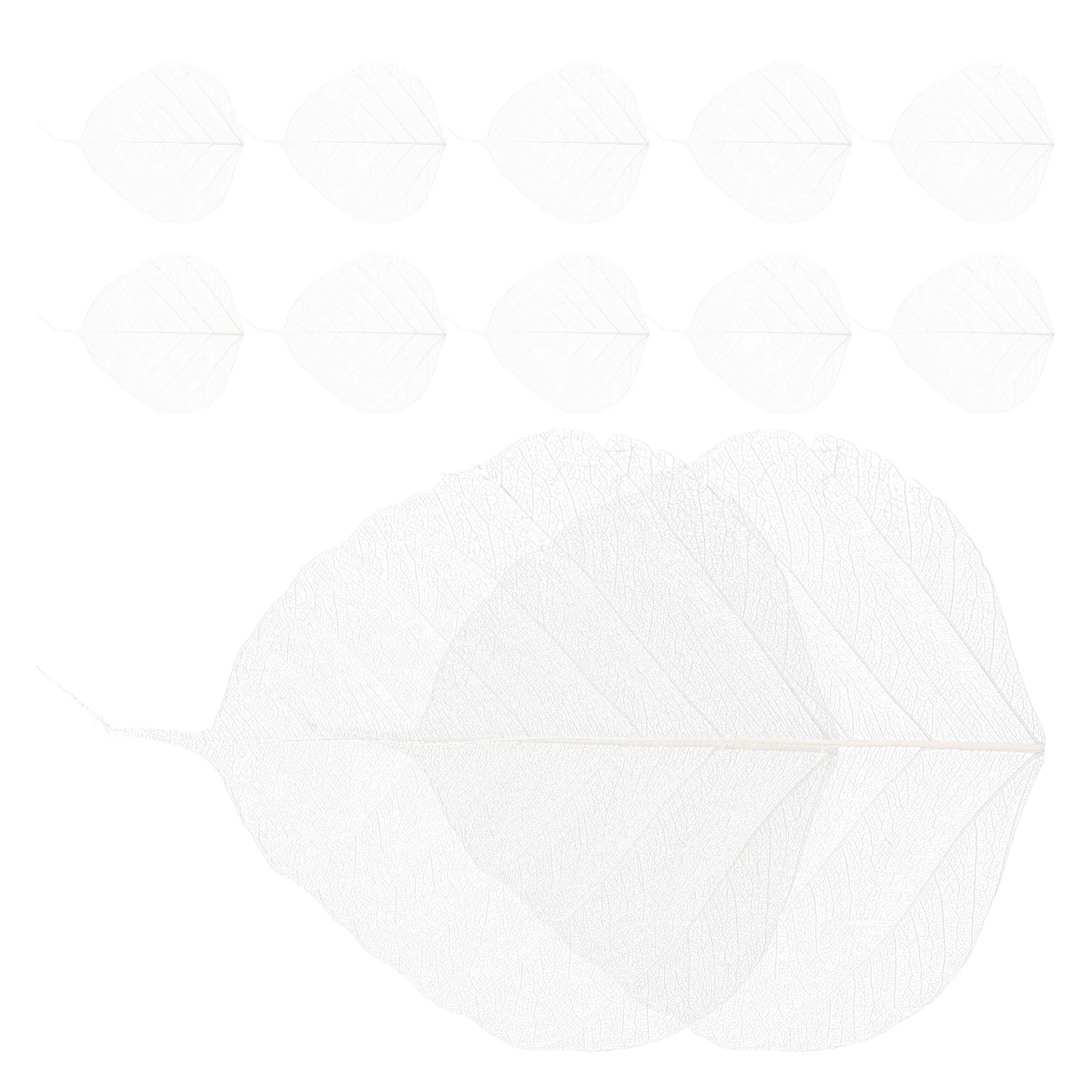 20 Pcs Decor Bookmark Accessory Leaves for Craft Project Natural Dried Specimen Baby