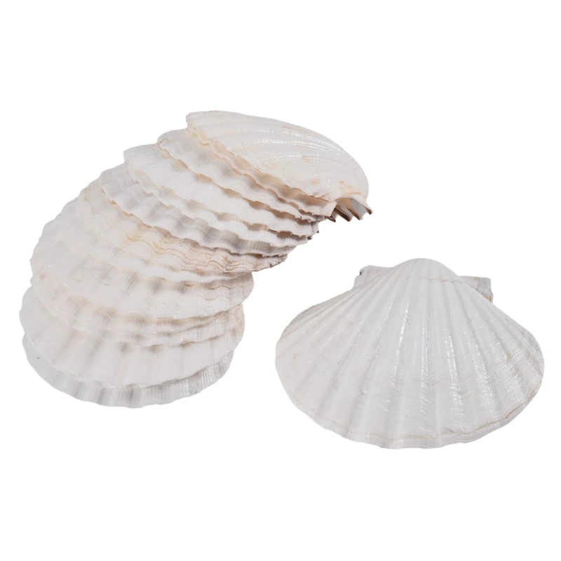 15 PCS Natural Sea Shell Large White, 4-4.7 Inch Scallop Shells for DIY Craft, Serving Food, Baking and More