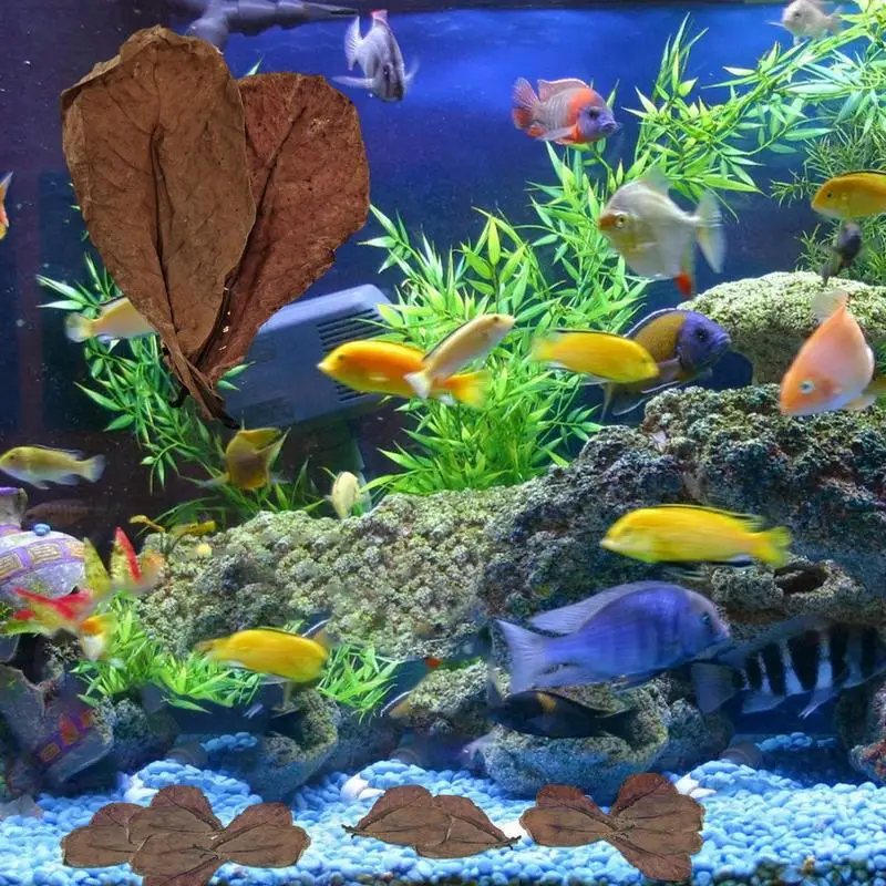 Fish tank landscaping decoration Safe 20pcs Catappa Leaves Enhance Health Create Native Environment Almond Leaves for Fish Tank