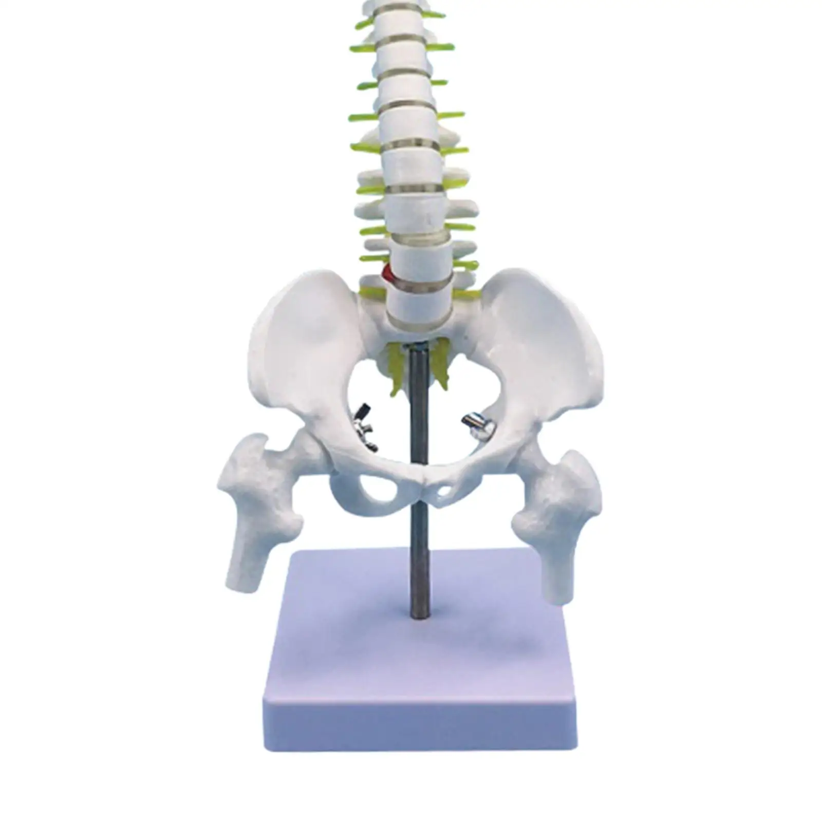 Human Spine Model Vertebral Column Model for Learning Teaching Science Study