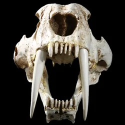 [MGT] 1:1 American Ancient Animals Saber Tooth Cat Tiger Skull Sabertooth Smilodon Fatalis Specimen Model Animal Skeleton Model