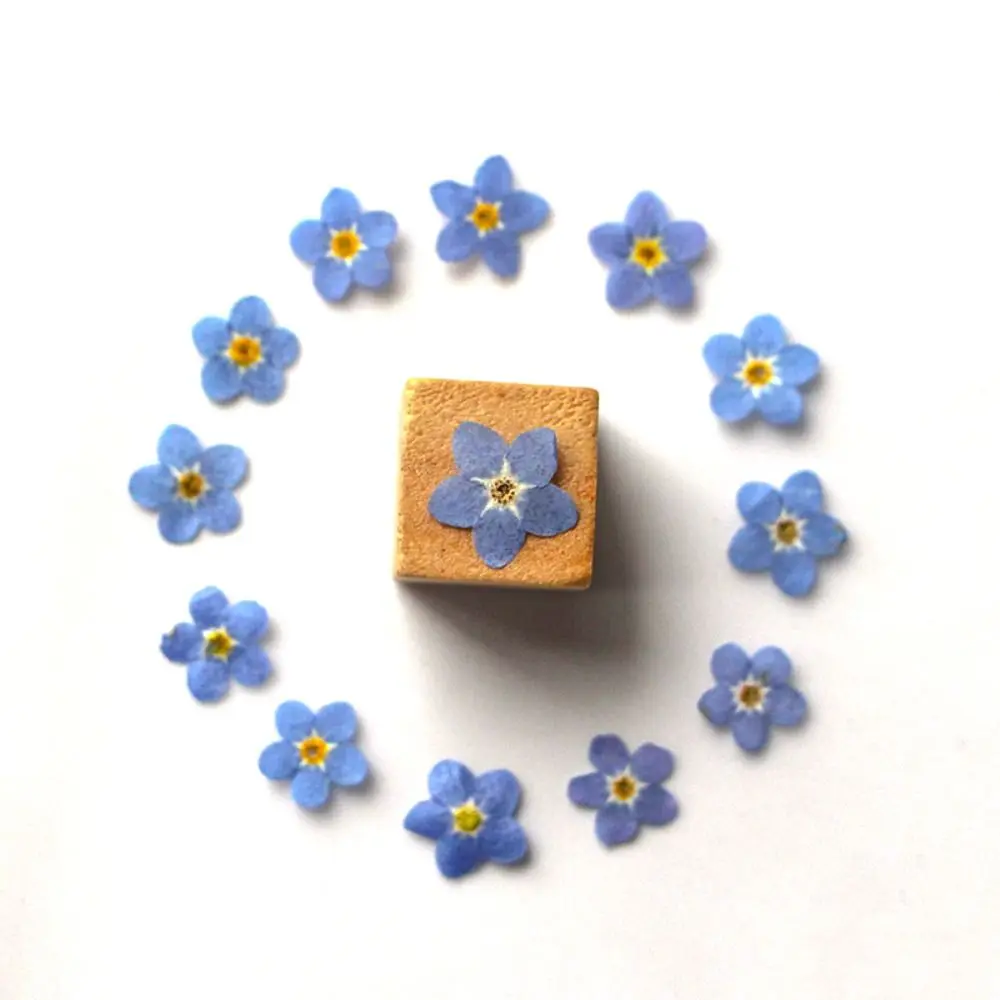 Resin Ornaments Card Natural Candle Making Don't Forget Me Pressed Flower Dried Flowers Forget-Me-Not