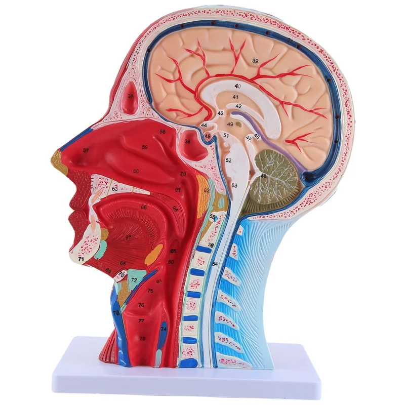 

Head Midsagittal Plane Teaching Model Parotid Gland Cervical Spine Head And Neck Anatomy Otolaryngology Model Easy Install
