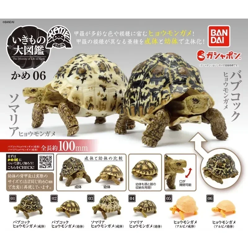 Original Genuine BANDAI Gashapon Capsule Toys Tortoise 06 Action Figure Animal Model Creative Gift