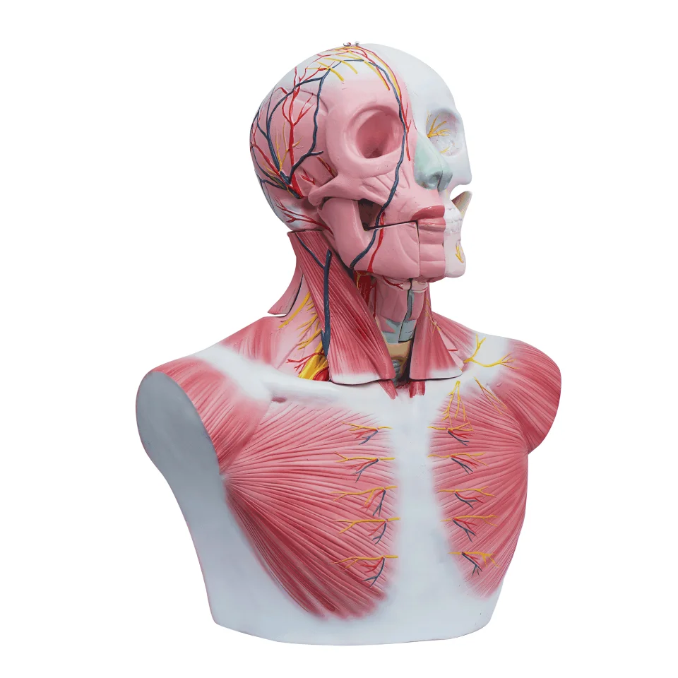 The Dissection Model of Head and Cervix with Brain Medical Science External Carotid Artery Distributing Venous Return Simulator