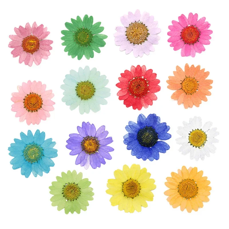 120pcs Pressed Press Dried Daisy Dry Flower Plants For Epoxy Resin Pendant Necklace Jewelry Making Craft DIY Accessories