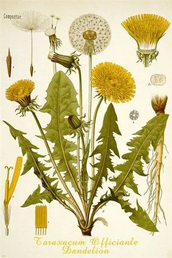 dandelion flower CLASSIC BOTANICAL scientific RARE top notch Art Picture Print Silk Poster Home Wall Decor