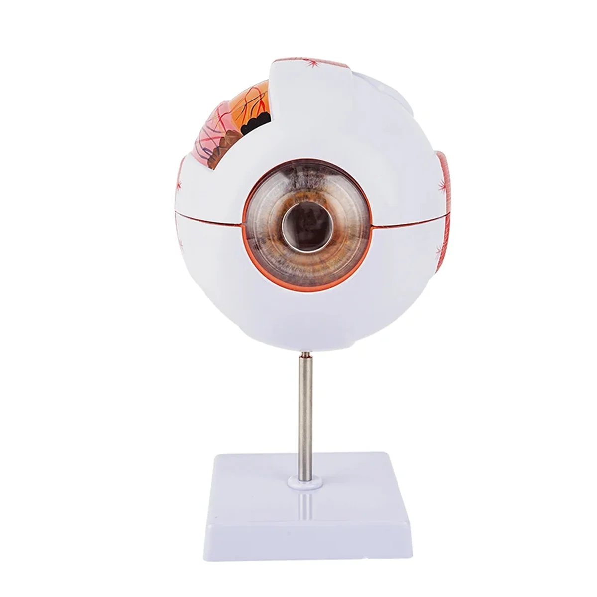 AT42 Anatomical Eye Model Eyeball Eyelid Model Disassemble 6 Times Enlarged Optic for Eye Special Teaching