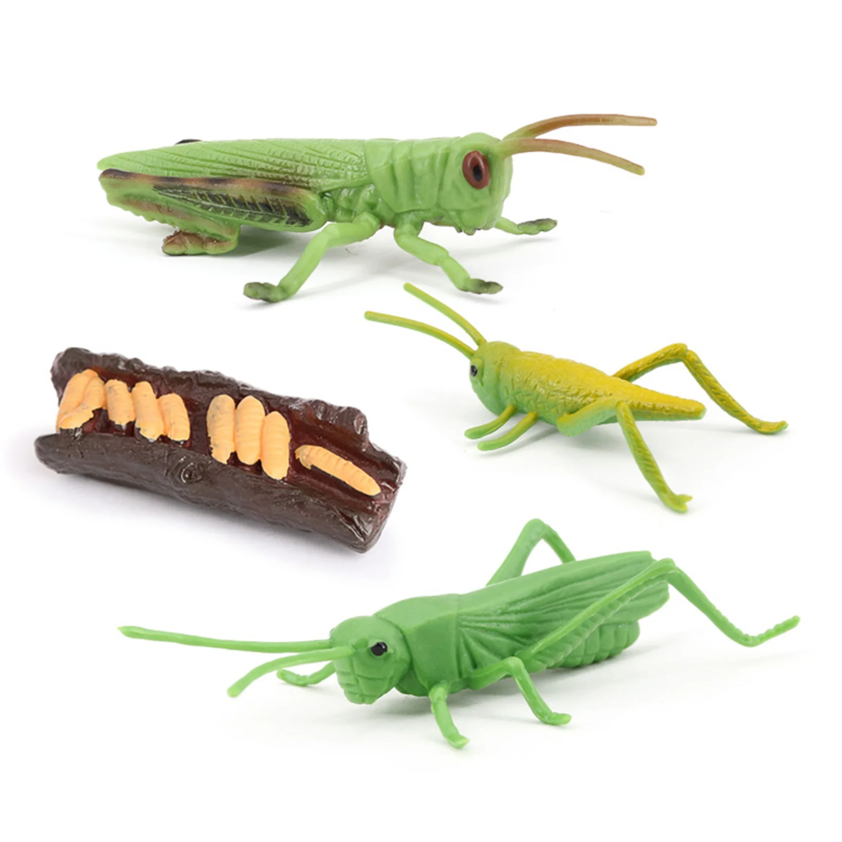 Simulation Locust Animal Life Cycle,Insect Growth Cycle Model Locust Animals Growth Cycle Model Educational Kids Toys A