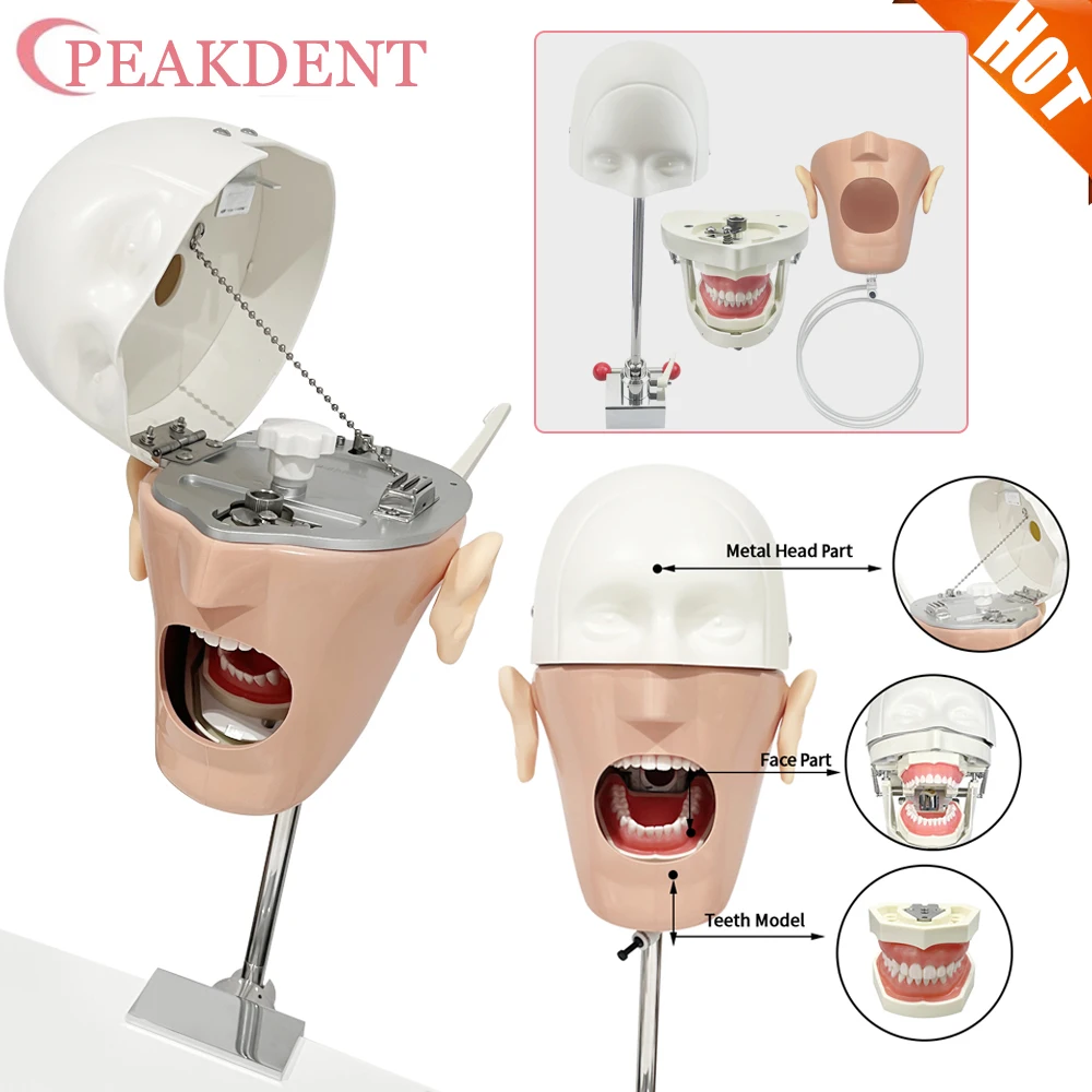 

Dental Phantom Head with Teeth Dental Simulator Manikin Head Model for Dentist Teaching Practice Training Apparatu Dentist Model