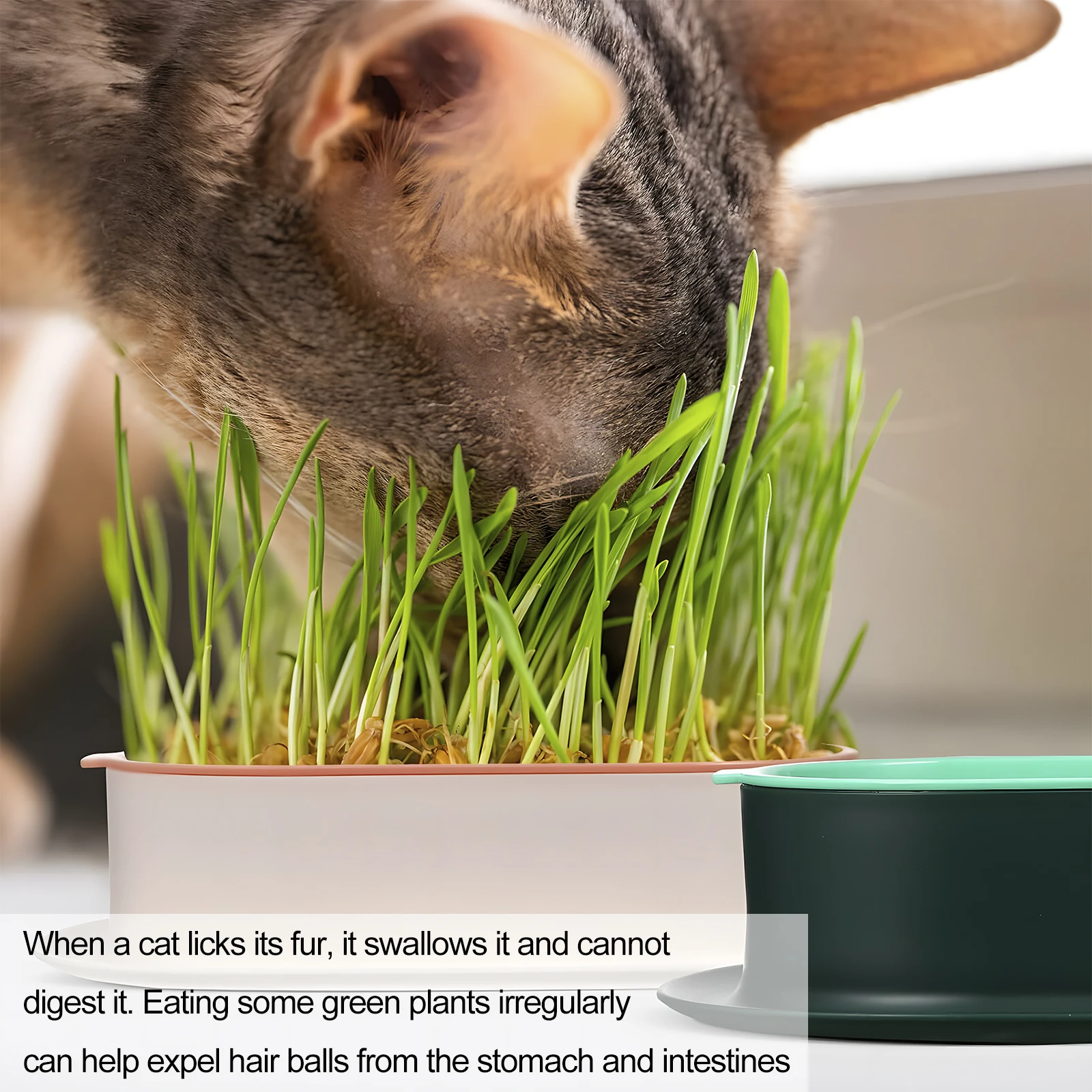 Cat Grass Planter,Cat Grass Kit, Cat Grass Growing Kit, Easy to Plant, No Seeds, Suitable for Indoor