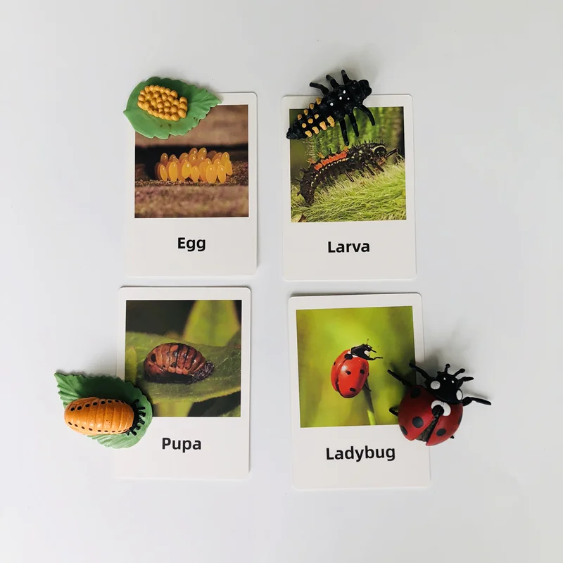 ชุดของเล่นการเรียนรู้ชีวิตวงจรของเต่าทองพร้อมการ์ดฝึกทักษะการเรียนรู้และรูปแบบต่างๆ วัสดุชิ้นงานชีววิทยาแบบมอนเตสซอรี่ เกมการศึกษาสำหรับเด็ก