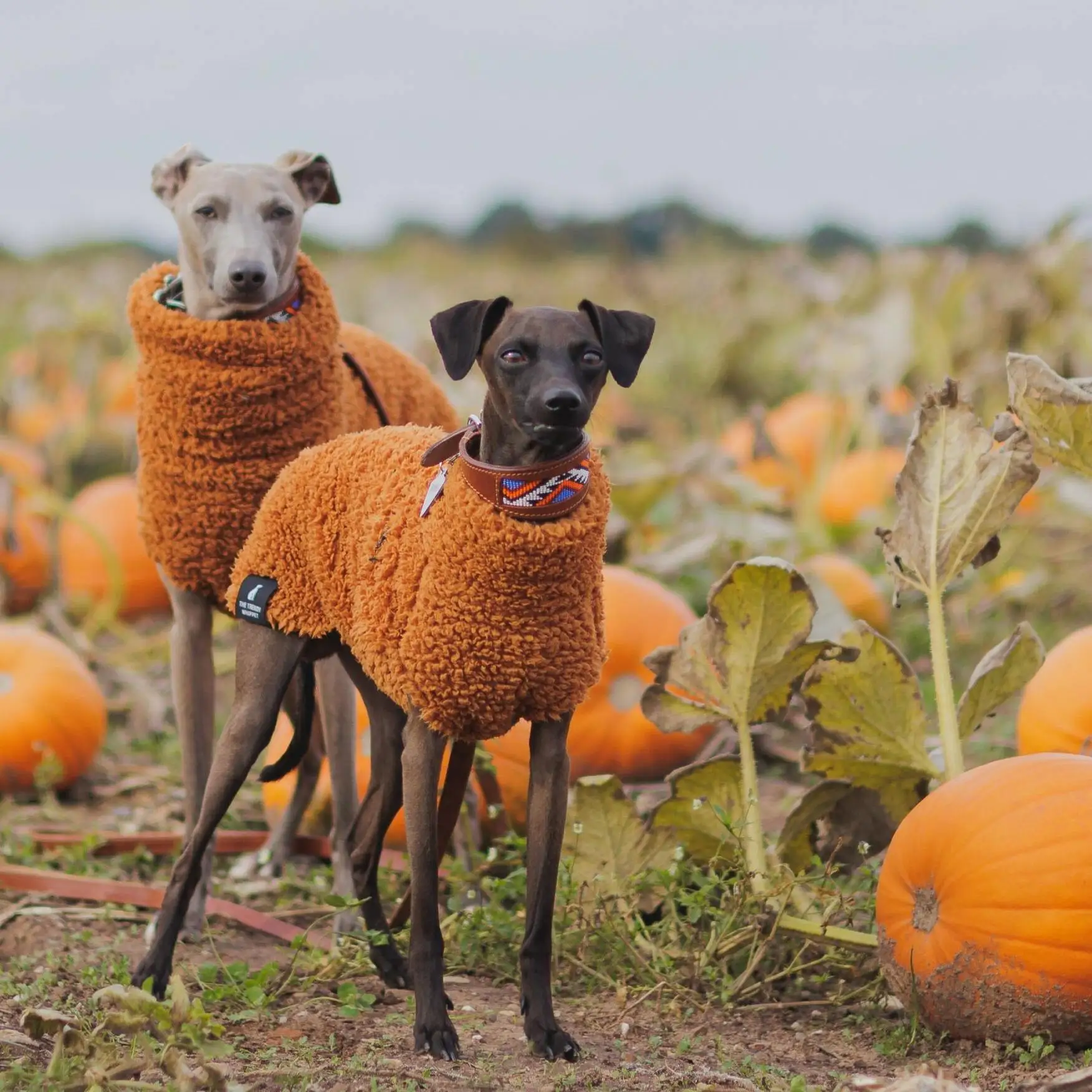 Suéter de lana naranja de invierno para perros Whippet, sudadera de cuello alto con mangas gruesas y cálidas para galgos húngaros y galgos españoles