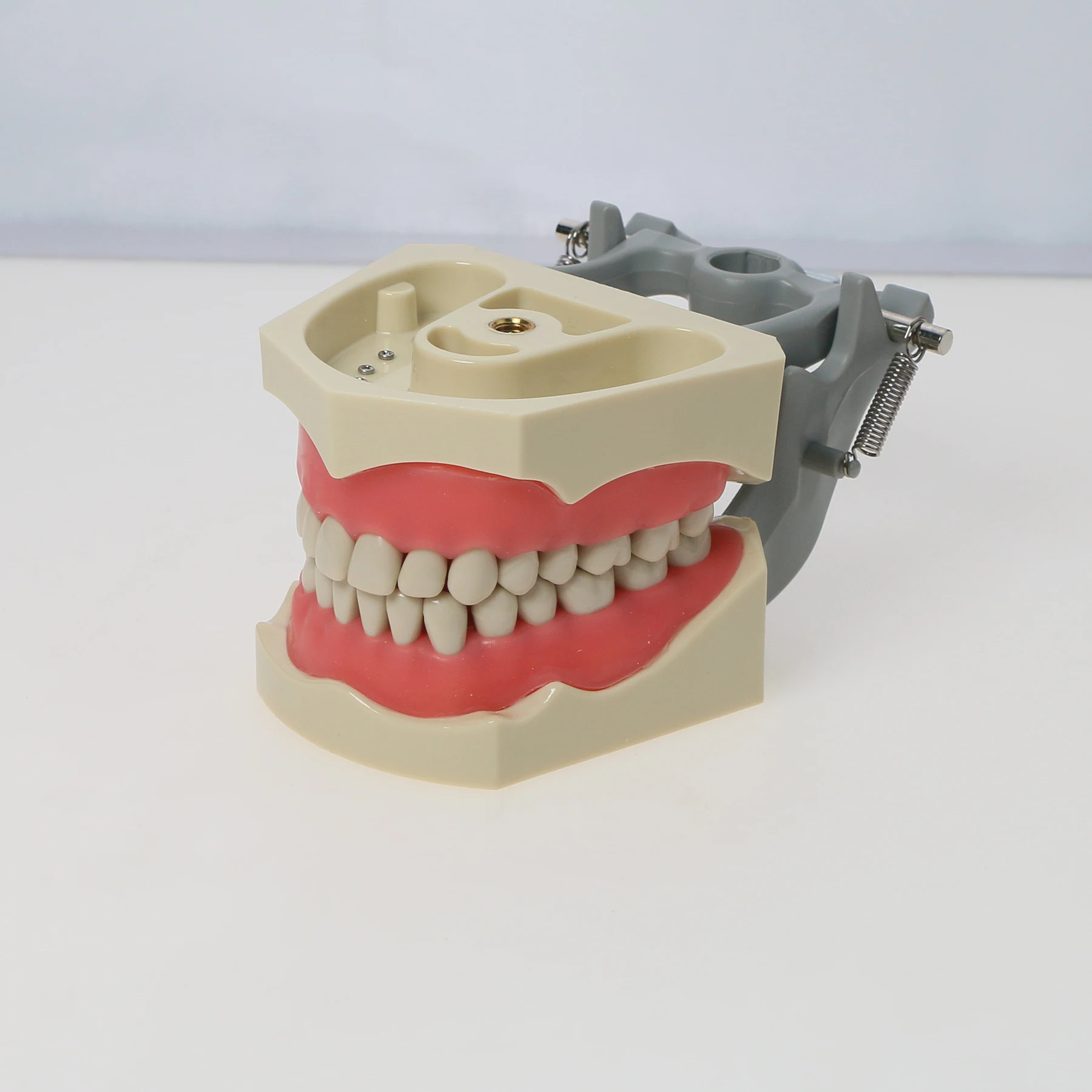 Teeth Model Fit Columbia Dentoform 860 Type With 32pcs Removable Teeth M8030
