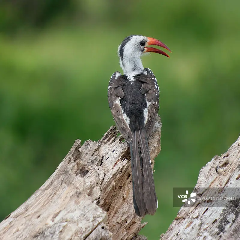 Hobbywing Quicrun W…