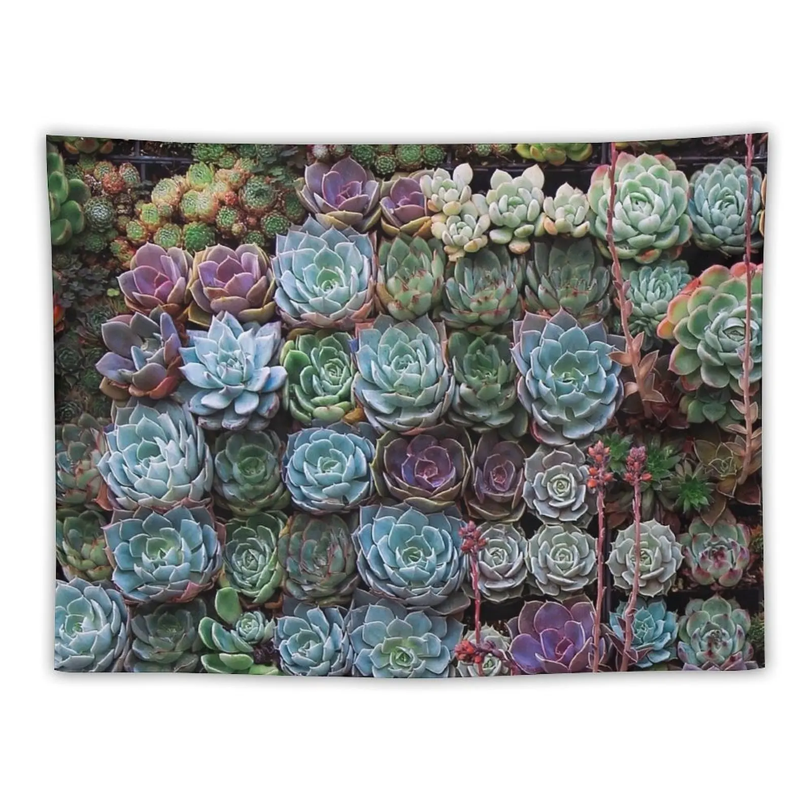 

A Gathering Of Succulents II Succulent Plants Tapestry House Decor Outdoor Decor Tapestry