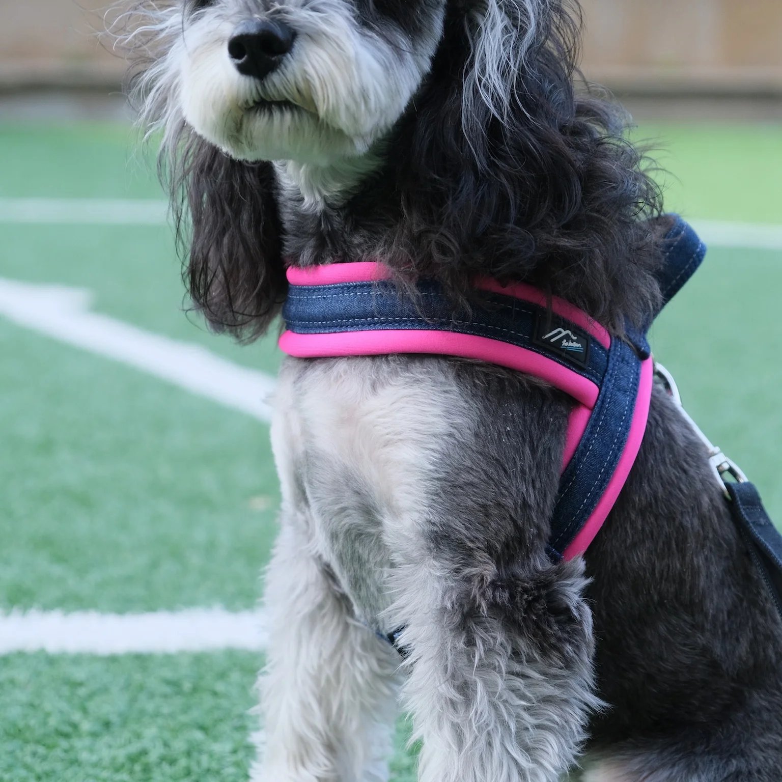 hakusan-2025-nuovo-modello-leggero-traspirante-comodo-sella-ba-per-cani-di-piccola-taglia-iba-inu-border-collie-dog-lea