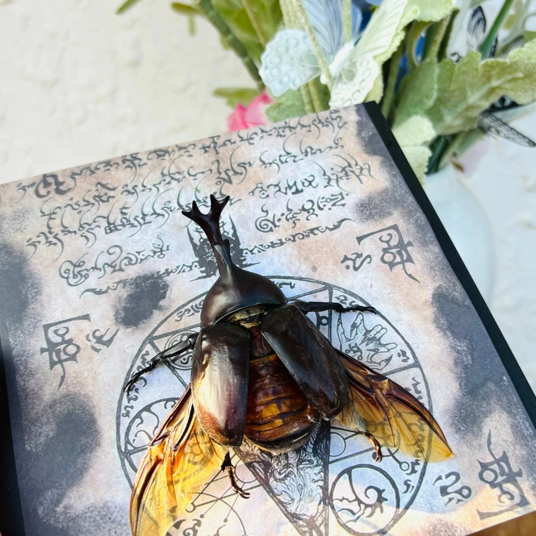 2107 Handmade Rhinoceros Beetle Model Framed Shadow Box Gothic Curiosity Wall Decor Desktop Ornament Dark Aesthetic Collectible